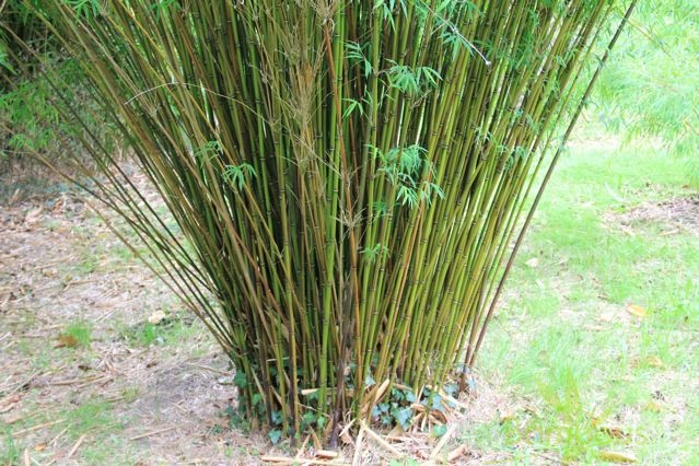 drepanostachium.falconeri 2108