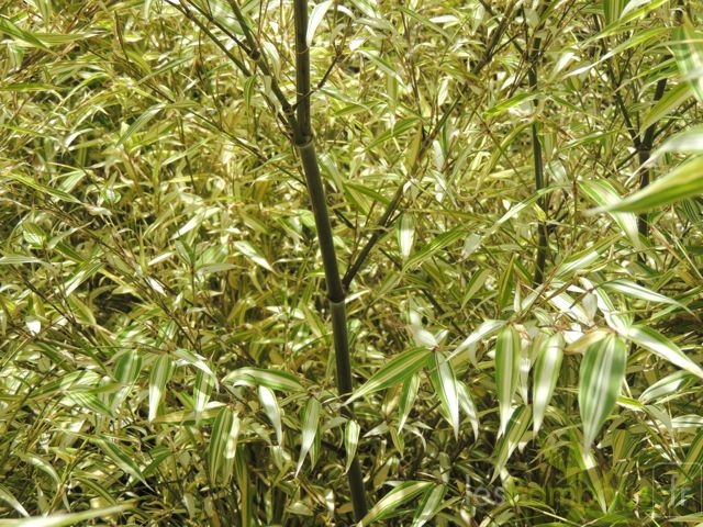 Phyllostachys edulis Summer snow 06