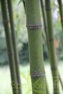 phyllostachys.prominens 1033
