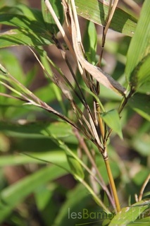 sasa.gracillima  0636